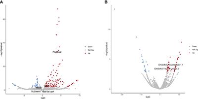 Brucella abortus triggers the differential expression of immunomodulatory lncRNAs in infected murine macrophages